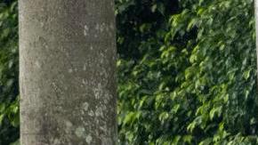 Oran Alexander Routh fue arrestado el martes.