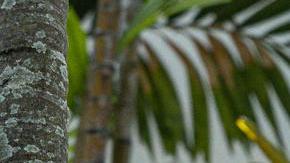 Maduro retira a Brasil autorización para custodiar la Embajada de Argentina en Caracas