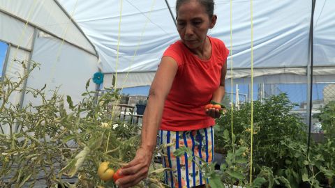 La guatemalteca Gloria Gómez cultiva hortalizas en un vivero del albergue 'El Buen Samaritano'.