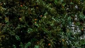 Al menos 26 muertos y 4 millones de personas sin luz: el paso de Helene por el sureste de EE.UU.