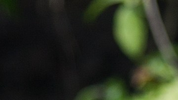 El orégano orejón sirve para el tratamiento de afecciones como la osteoporosis y la arteriosclerosis