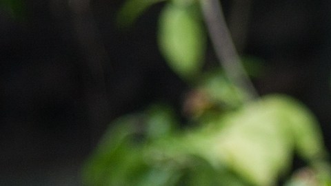 El orégano orejón sirve para el tratamiento de afecciones como la osteoporosis y la arteriosclerosis
