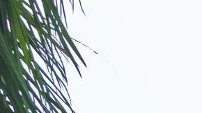 Los residentes de Fort Myers colocan madera contrachapada sobre las ventanas del segundo piso mientras se preparan para el huracán Milton en Fort Myers, Florida, EE. UU., el 08 de octubre de 2024.