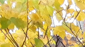 La típica lluvia otoñal no ha caído este 2024 en NYC.