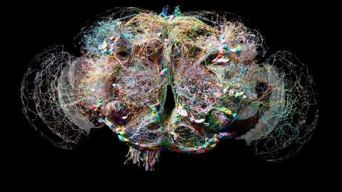 Cerebro mosca