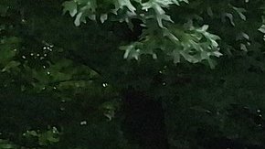 29% de la población de la Gran Manzana es de origen hispano.