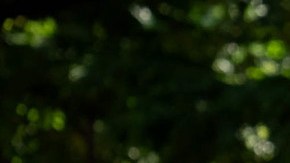 Desde la primavera de 2025 vendrán otras sanciones económicas para quienes no clasifiquen bien los restos orgánicos