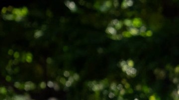 Desde la primavera de 2025 vendrán otras sanciones económicas para quienes no clasifiquen bien los restos orgánicos