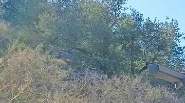 Las autoridades sanitarios informaron que hasta el momento han muerto 168 médicos en Líbano.