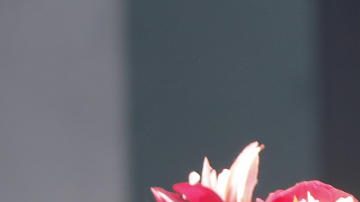 Personas disfrazadas de catrinas participan en el primer día de actividades del Gran Premio de la Fórmula 1, este jueves en el Autódromo Hermanos Rodríguez de la Ciudad de México.