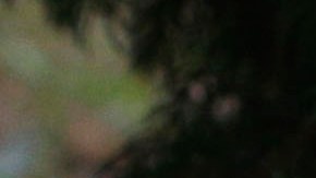 Arrestan a sospechoso de crimen que inicialmente se reportó como un ataque de oso en Montana