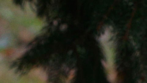 Arrestan a sospechoso de crimen que inicialmente se reportó como un ataque de oso en Montana