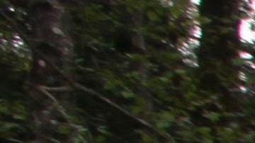 Una persona de unos 10 años fue hospitalizada, dijo la oficina del sheriff del Condado de King. Foto de archivo.