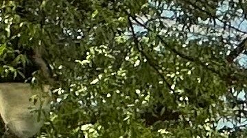 Arrestan a tirador activo en un hotel de Georgia tras disparar al menos 15 veces