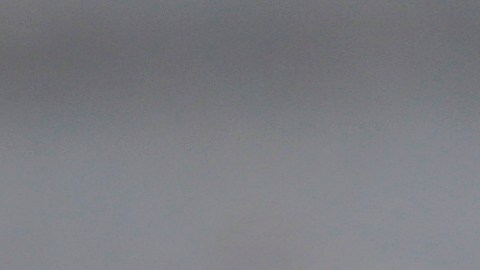 La tortuga caja oriental es nativa de los bosques del este de Estados Unidos, con algunas poblaciones aisladas en el Medio Oeste.