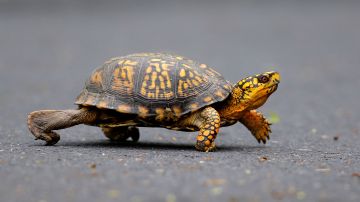 La tortuga caja oriental es nativa de los bosques del este de Estados Unidos, con algunas poblaciones aisladas en el Medio Oeste.