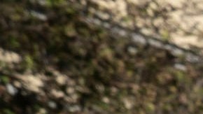 Protestan frente a la Casa Blanca por la "complicidad" en conflicto en Gaza