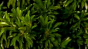 Huracán Milton: tres millones de personas quedaron sin electricidad en Florida