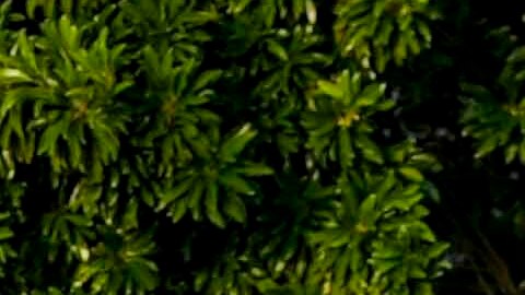 Huracán Milton: tres millones de personas quedaron sin electricidad en Florida