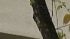 Juez bloquea conteo manual de votos en Georgia para las elecciones presidenciales