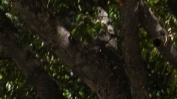 Votación anticipada en Atlanta, Georgia