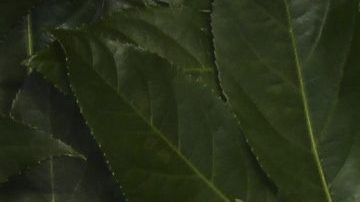 David Beckham y Victoria Beckham tienen una impresionante cartera de propiedades.