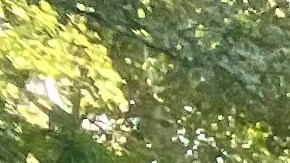 Este sábado 26 de octubre arrancan en NY las votaciones anticipadas