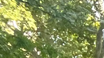 Este sábado 26 de octubre arrancan en NY las votaciones anticipadas