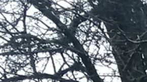 Torilena Fields se encuentra detenida en el Centro de Detención del Condado de Bourbon.