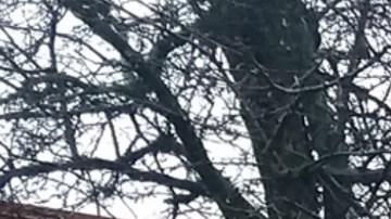 Torilena Fields se encuentra detenida en el Centro de Detención del Condado de Bourbon.