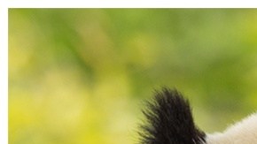 Ellos son Bao Li y Qing Bao, de 3 años, quienes vivirán en Washington D.C.