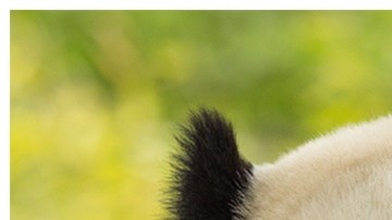 Ellos son Bao Li y Qing Bao, de 3 años, quienes vivirán en Washington D.C.