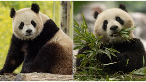 Ellos son Bao Li y Qing Bao, de 3 años, quienes vivirán en Washington D.C.