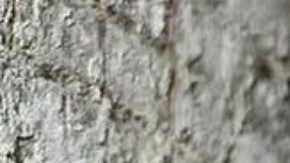 Yailin La Más Viral, cantante dominicana.