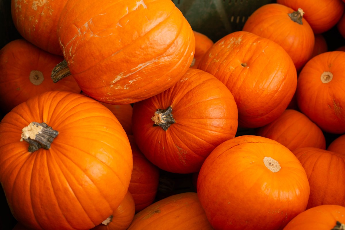 Por qué se celebra el National Pumpkin Day el 26 de octubre