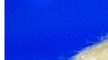 Donald Trump y Kamala Harris, los candidatos a presidente de Estados Unidos.