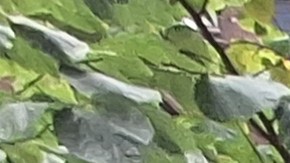 Migrantes de estas naciones andinas tomaron este jueves las puertas de la oficina del senador Chuck Schumer en Manhattan