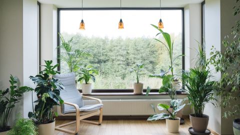 Plantas interior casa