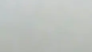 Los dueños de los perros negaron que los perros estaban en abandono.