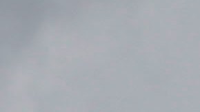 Dos de los tres perros que viajaron con el piloto lograron sobrevivir.