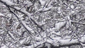 Vermont, Maine, New Hampshire y Nueva York se preparan para alertas.