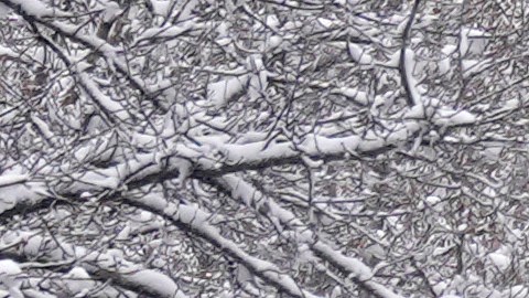 Vermont, Maine, New Hampshire y Nueva York se preparan para alertas.
