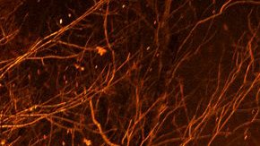 Los bomberos del Departamento de Protección Ambiental de Nueva Jersey que responden a un incendio forestal.