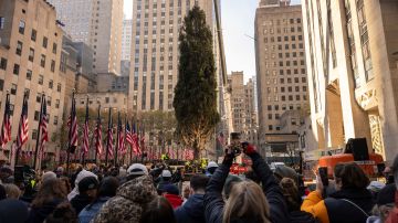 El árbol de Navidad del Rockefeller Center es colocado en su lugar en la Plaza Rockefeller, el sábado 9 de noviembre de 2024.