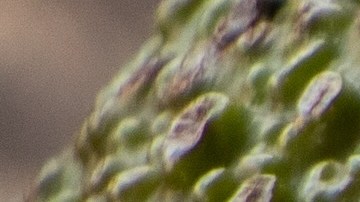 El aceite crea una capa sobre la pulpa del aguacate que lo protege.