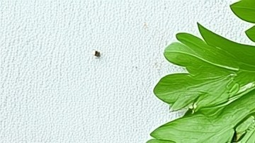 Una experta recomienda comer aguacate tres veces por semana, acompañado de otras frutas y verduras.