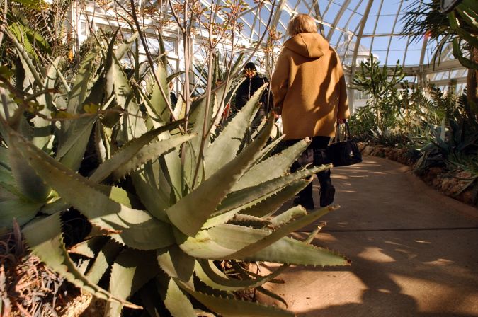 Aloe Vera, una de las plantas que podrían mejorar tu humor.
