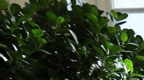 Así luce el altar del Día de Muertos que se encuentra en el ala este de la Casa Blanca.