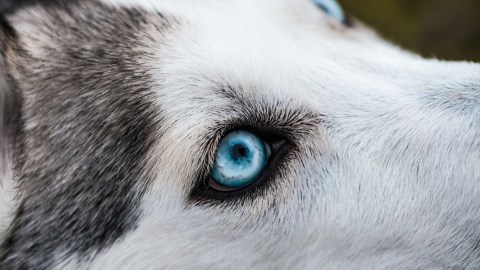 Lobo