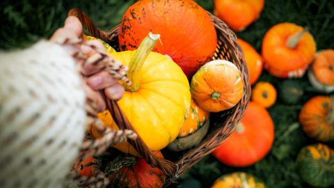 Conoce algunos trucos para alargar la vida útil de las calabazas.